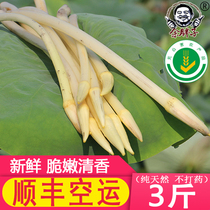 Shunfeng Yu Fat Man Hubei specialty Honghu fresh lotus root with lotus root tip Honghu lotus root with fresh freshly dug lotus root