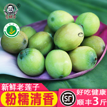 Fat Yu old lotus seed rice fresh Hubei Honghu showerhead raw eat now pick now peel ready-to-eat mature soup powder waxy
