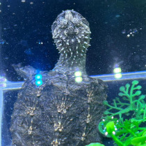 Explosive wild-matched wild Buddha snapping turtle seedlings simulated snapping turtles purebred small sub-adult purebred Buddha snapping turtle seedlings small alligator pet turtles