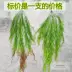 Mô phỏng cây treo tường hoa treo củ cải xanh mù tạt lớn người yêu Ba Tư nước mắt trang trí tường lớn phụ kiện cây tường - Hoa nhân tạo / Cây / Trái cây lá giả trang trí Hoa nhân tạo / Cây / Trái cây