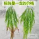 Mô phỏng cây treo tường hoa treo củ cải xanh mù tạt lớn người yêu Ba Tư nước mắt trang trí tường lớn phụ kiện cây tường - Hoa nhân tạo / Cây / Trái cây lá giả trang trí