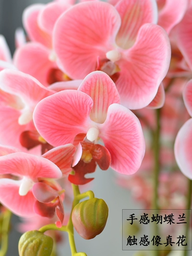 Высокий негабаритный Phalaenopsis Flower Set Floak Potting Hotel Grand Living Room