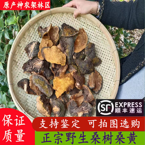 Shennongjia wild mulberry mulberry yellow special grade Phnom Penh mulberry yellow Ganoderma lucidum whole branch 500g non-Tibetan mulberry yellow tea