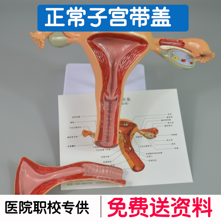Human uterine anatomy model Female internal reproductive uterine model female normal uterine band cover