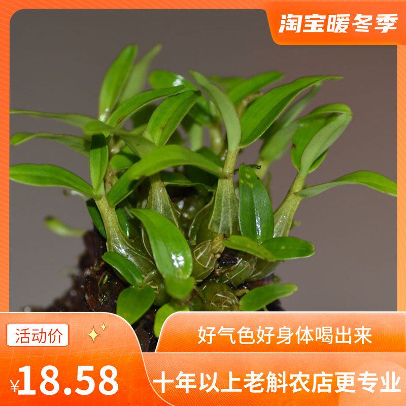 Buy three delivery of a positron dendrobium Dendrobium Miao Miao Dendrobium Candidum Orchid Potted Plant Health Herbal Medicine
