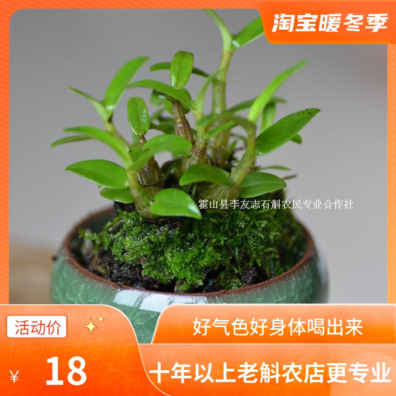 Buy three delivery of one authentic authentic mountain Riho Mountain Mie dendrobium Miao dendrobium Dendrobium Candidendrobium Fry stock is good and affordable