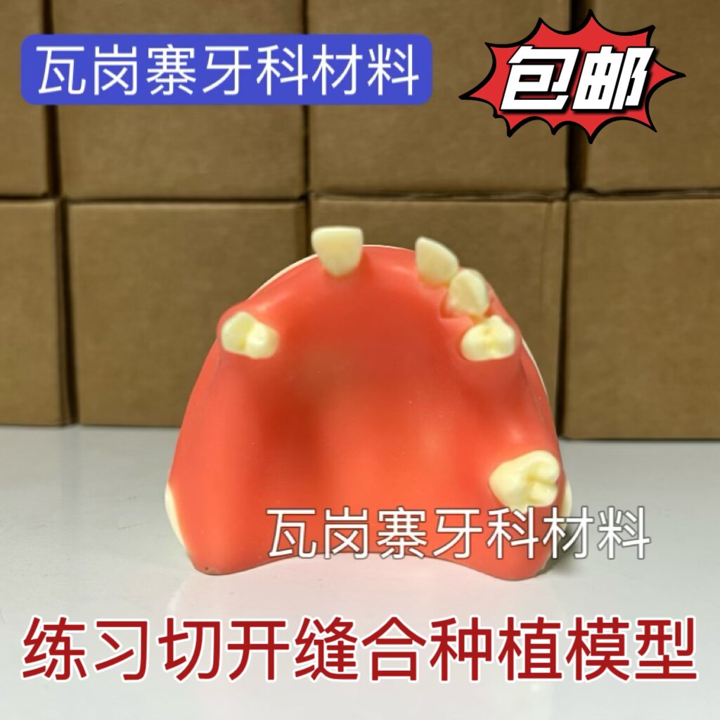 牙科口腔模型 牙齿种植练习上颌窦提升术练习模型 软牙龈练习切开