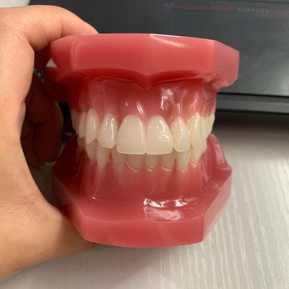牙科口腔模型 标准牙齿全口28颗模型 标准牙模示范展示沟通模型B6