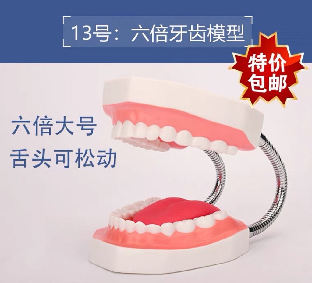 牙科模型 口腔教学刷牙模型假牙模型玩具摆件 儿童幼儿园刷牙指导