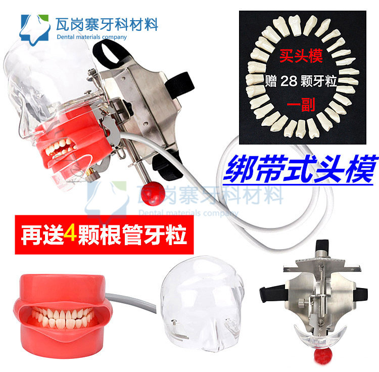 牙科模型口腔教学仿真简易头模树脂根管牙备牙口腔执医考试用头模