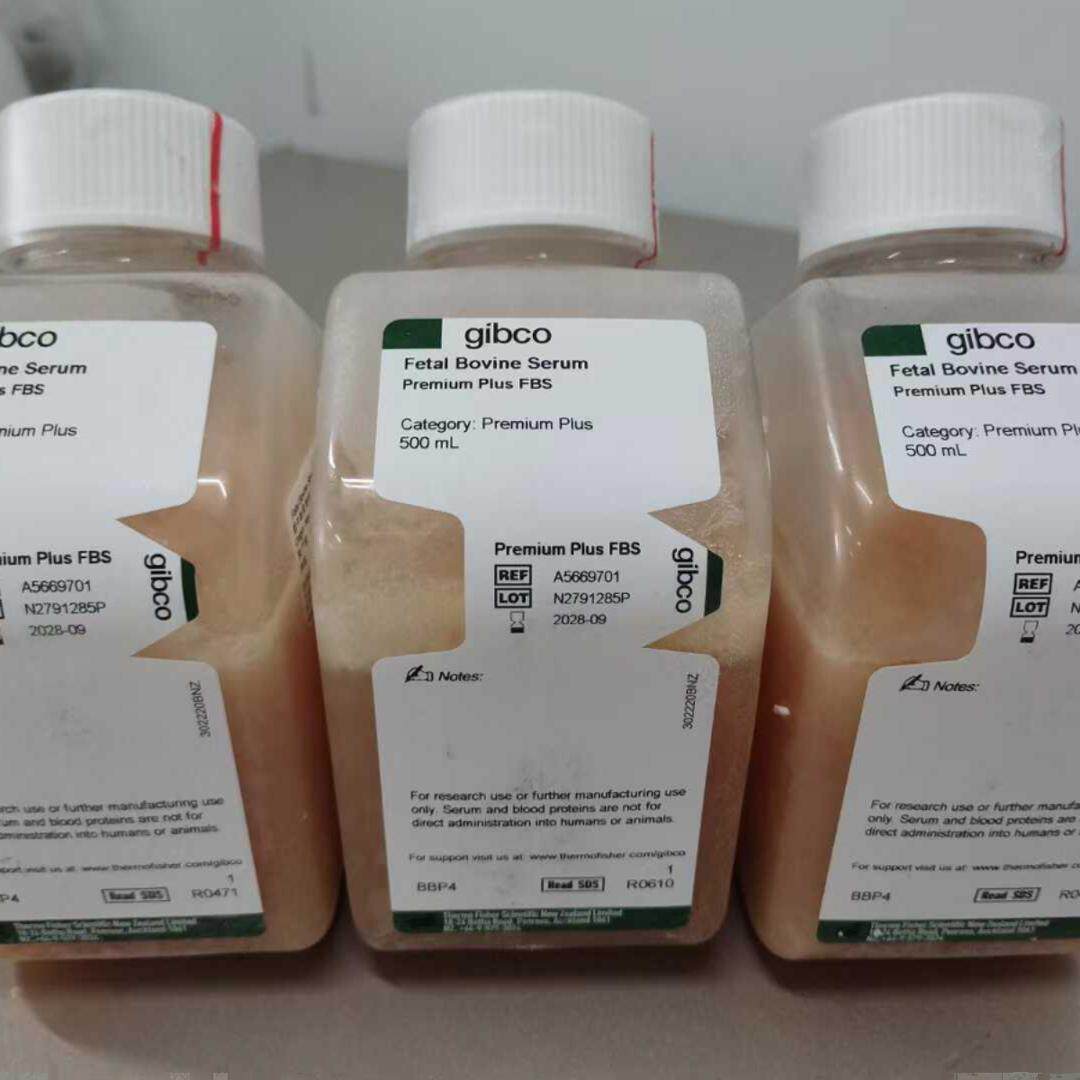 含票Gibco A5669701 澳洲新西兰胎牛血清FBS 用于细胞培养 500ml