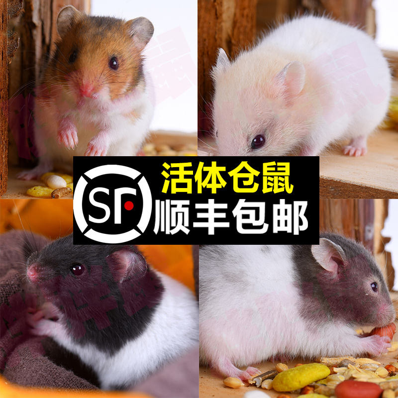 usd 37 07 sf