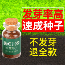 Crazy aquatic plants Fish tank seeds Real live plants Lazy cow hair seeds to purify water quality landscaping seeds package
