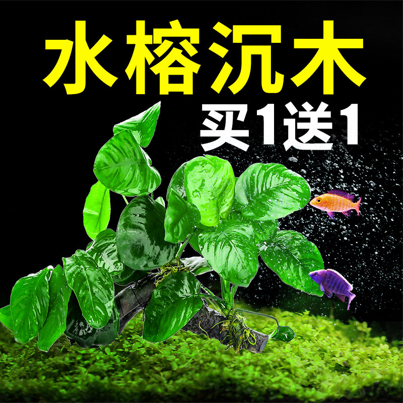 Fish tank water grass plant grass real grass live negative lazy person water banyan sinking wood hydroponic freshwater oxygenation landscaping package