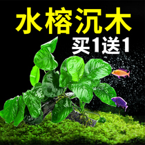 Fish tank aquatic plants Tuo grass real grass live animals lazy people water ficus Shenmu hydroponics fresh water oxygenation and landscaping package