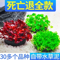 Fish tank Aquatic plants Real grass Live freshwater negative hydroponic grass aerobic lazy entry-level landscaping package