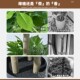 Artificial Green Plant Money Tree Indoor Living Room Decoration Fake Tree Bionic Plant Large Window Display Potted Plant