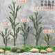 Scandinavian Simulated Cactus Cactus Cactus Mall Scenery Green Plant Model Room Large Window Decoration Landscaping