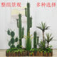Large Simulated Cactus Landscaping Combination Fake Green Plant Landscape Shopping Mall Shop Window Floor Plant Scene
