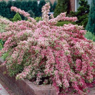 Hardy Flowering Shrub Weigela Potted Seedlings