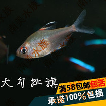 South American water community Red Giant Hook Flag Large Hook Flag Fish Tank Water Grass Tank Small Ornamental Tropical Living Fish