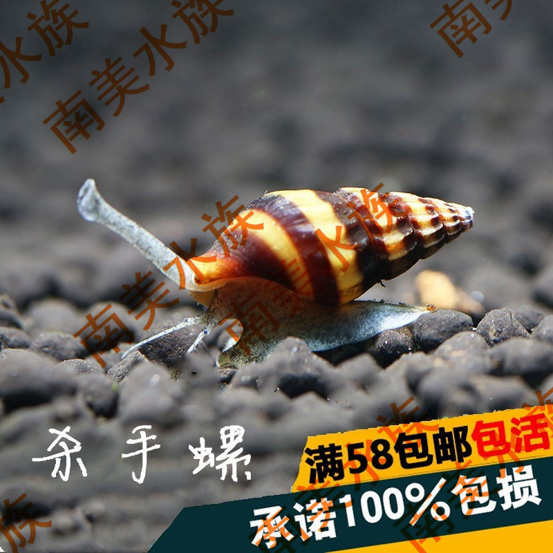 South American aquatic bee pagoda spirokiller snail killer snail specializes in snails ornamental snail tool snail living snail