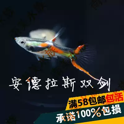 South American aquarium Anglas guppies panda double Sabre live fish small tropical fish double swords fish fish grass tank