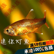 South American water ethnic Mini light US ripped flag to watch fish small tropical fish full amount