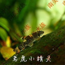 South American water community tiger cumin elf panda green moss native dealgae tool tiger small pixie fish living body