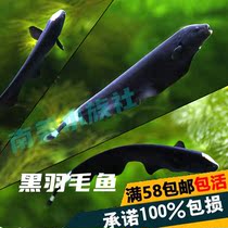 South American Aquarium Society Black Devil Knifefish Black feather Knifefish Freshwater tropical ornamental live fish docile and can be mixed