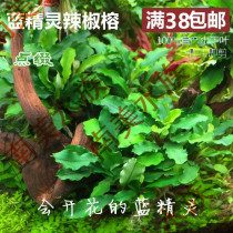 South American Aquarium Club Smurf Chili Banyan Aquatic Tank Fish Tank Landscape Water Grass Bonded and Bonded Decorative Sunken Wood