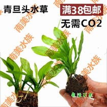 South American Water Ethnic Green Denier Head Crown Middle Front View Grass Real Water Grass Green Egg Crown Fish Tank Aquarium Water Grass