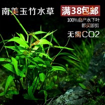 South American Water Community Japan Yuzhu South American Qingzhu Yuzhu Rear View Grass fish tank decorated with a real water grass living body