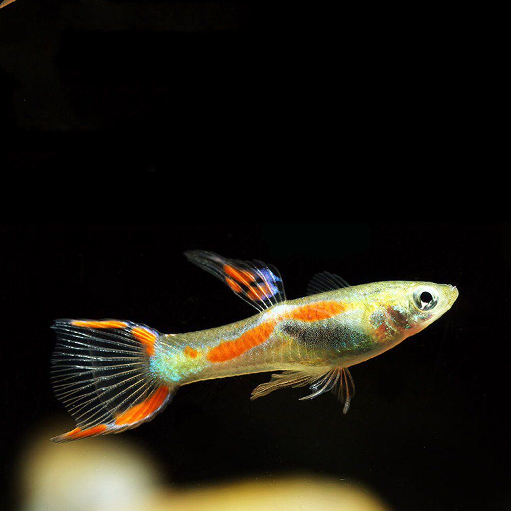 american tropical fish