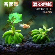 South American water ethnic import banana grass Banana Grass Water Leaf Foreground water grass Scape Living Sloth Grass No Need To Grow