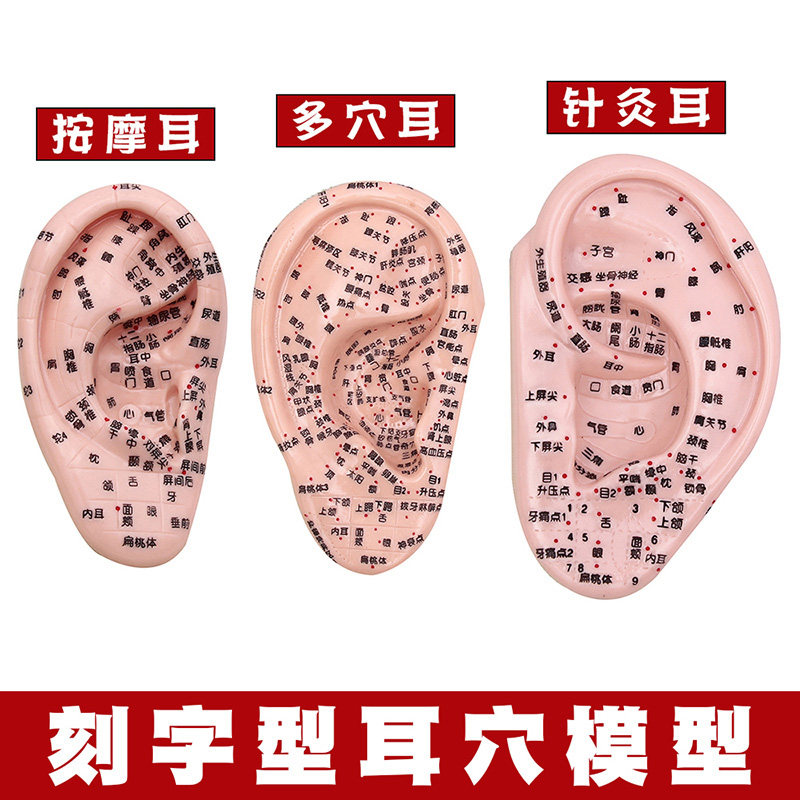 Clear Lettering Ear Model Ear Acupoint Model Massage Acupuncture Teaching Acupoint Auricular Auricular Body Reflex Zone Ear Model
