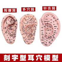 Clear lettering Ear model Ear points model Massage acupuncture teaching acupuncture points Ear points Human reflex area Ear model