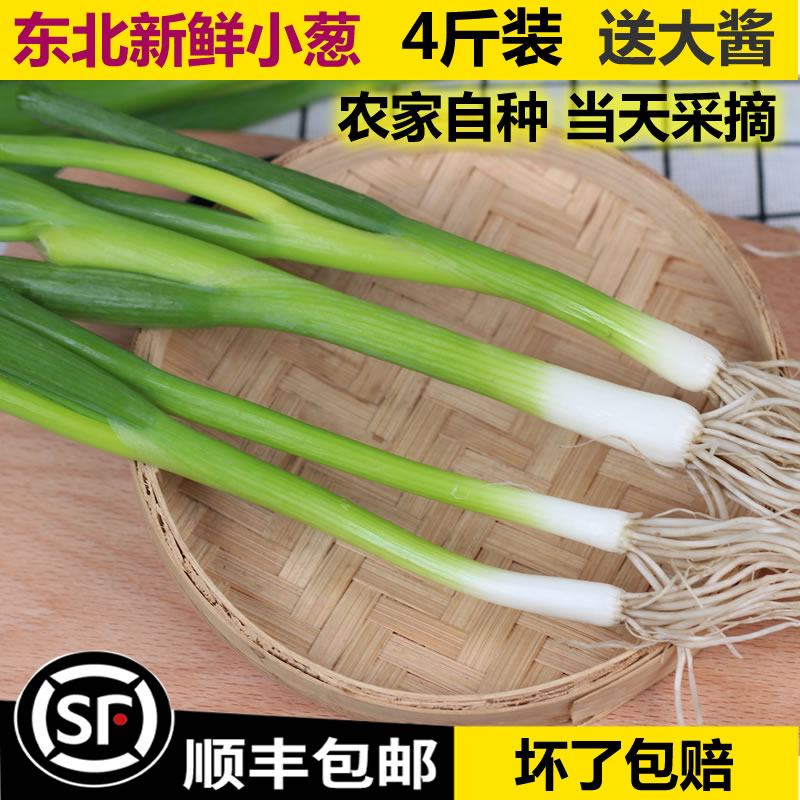 Northeast Fresh scallions farmhouse Self-seed Sprouted Onion White Dew Shallot Lush Green Onion with Sauce Vegetables 4 Catty