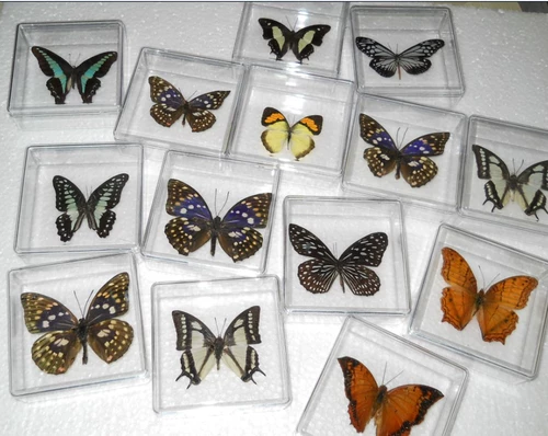 Образец бабочки; прозрачные ремесла (акрил) специальное продвижение; бабочка случайная доставка множества сортов