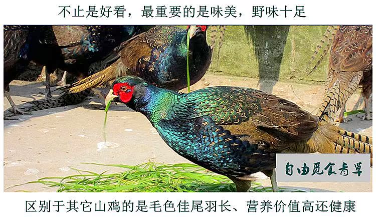 农家散养孔雀蓝山鸡正宗活体七彩野鸡雉鸡包邮非土鸡肉老母鸡鸽子 狂欢盛典 雉鸡 土鸡 山鸡 活体 野鸡途虎网 农家散养孔雀蓝山鸡正宗活体七彩野鸡雉鸡包邮非土鸡肉老母鸡鸽子 狂欢盛典 雉鸡 土鸡 山鸡 活体 野鸡途虎网