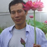杨德高碗莲 荷花睡莲水生花卉德高莲园的LOGO