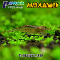 Taiwan New to goods 1 5-2cm living large size Daiwa and river algae and shrimp except algae ornamental silk algae black algae marsh shrimp