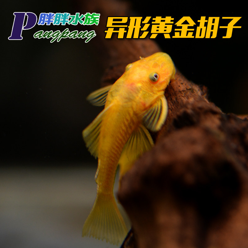 Watch tropical fresh water Abnormal Scavenger Blue Eyed Beard Gold 24k Large sail to admire algae-removing tool fish