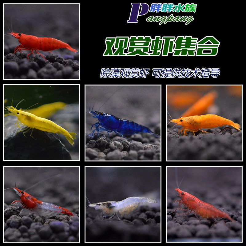 Pure Blood Crystal Shrimp Polar Fire Cherry Blossom Gold Back Glazed Parsley Sapphire Ornamental Tool Other Than Algae Shrimp Package