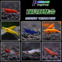 Pure Blood Crystal Shrimp Polar Fire Cherry Blossom Gold Back Glazed Parsley Sapphire Ornamental Tool Other Than Algae Shrimp Package