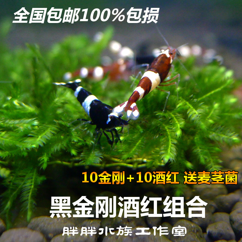 Pure Blood Wine Red Shrimp Black Diamond Bluish Basic Crystal Shrimp Each 10 National Pets Ornamental Tool Shrimp