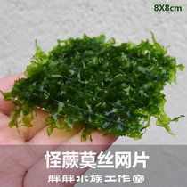 Strange Fern Moise moss View MOSS Planting Mesh Sheet Foreground Grass Easy To Live Good Fish Tank Aquarium Real Moss Water Grass