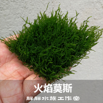 Flame Moss Moss Moss Living Set Water Grass 8cm Stainless Steel Mesh Sheet Water Clan to build a real water grass