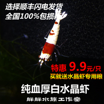 Day Series Pure Blood Thickness White Crystal Shrimp Senior Red White Pill SS Grade Water Group Ornamental Shrimp Living Tiger Tooth Non Practice Hand Level