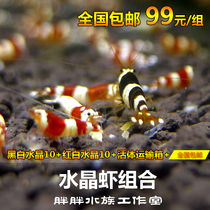 Red White Crystal Shrimp Practicing Hand Shrimp Black & White Basic Pellet Containing 10 10 Composition suit with living transport box